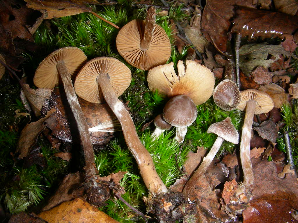 Che bel ... cappello !!!